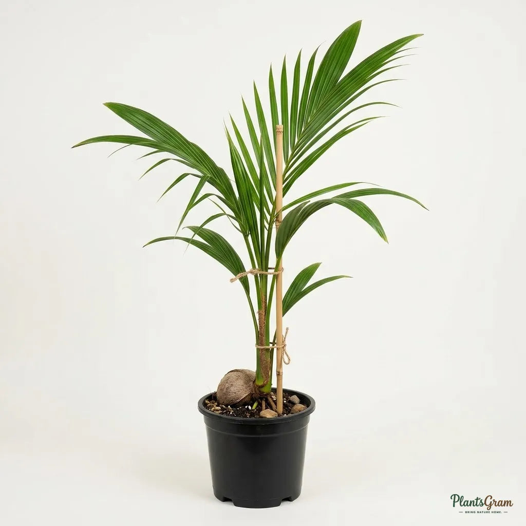 Coconut (Ganga Bondam, Dwarf) - Fruit Plant