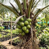 Coconut (Ganga Bondam, Dwarf) - Fruit Plant