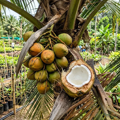 Coconut (Hybrid Variety) - Fruit Plant