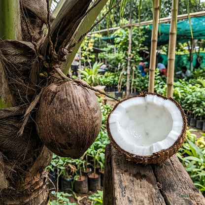 Coconut (Hybrid Variety) - Fruit Plant