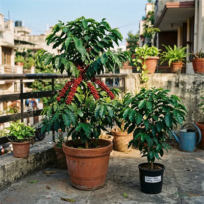 Indian Coffee Plant - Coffea Fruit Plant
