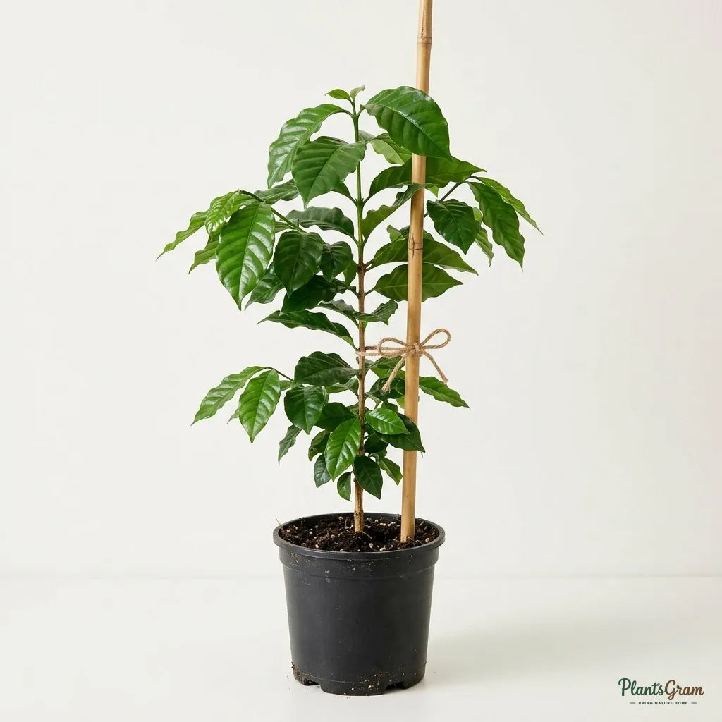 Indian Coffee Plant - Coffea Fruit Plant