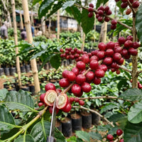 Indian Coffee Plant - Coffea Fruit Plant