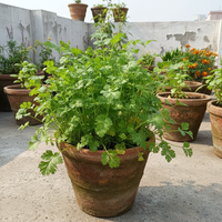 Coriander Kalmi Seeds