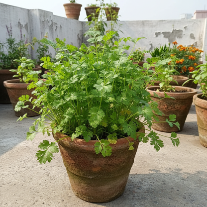 Coriander Kalmi Seeds