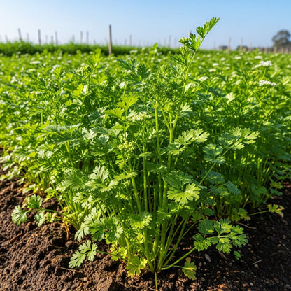 Coriander Kalmi Seeds