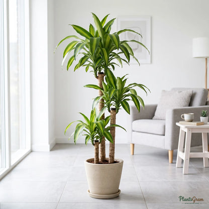 Cornstalk Dracaena - Corn Plant (Dracaena fragrans 'Massangeana')