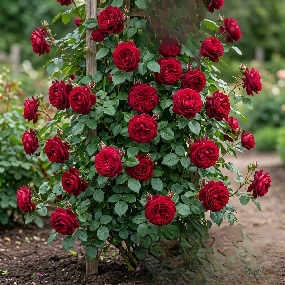 Rose Crimson Glory (Red Climber) - Rosa hybrid