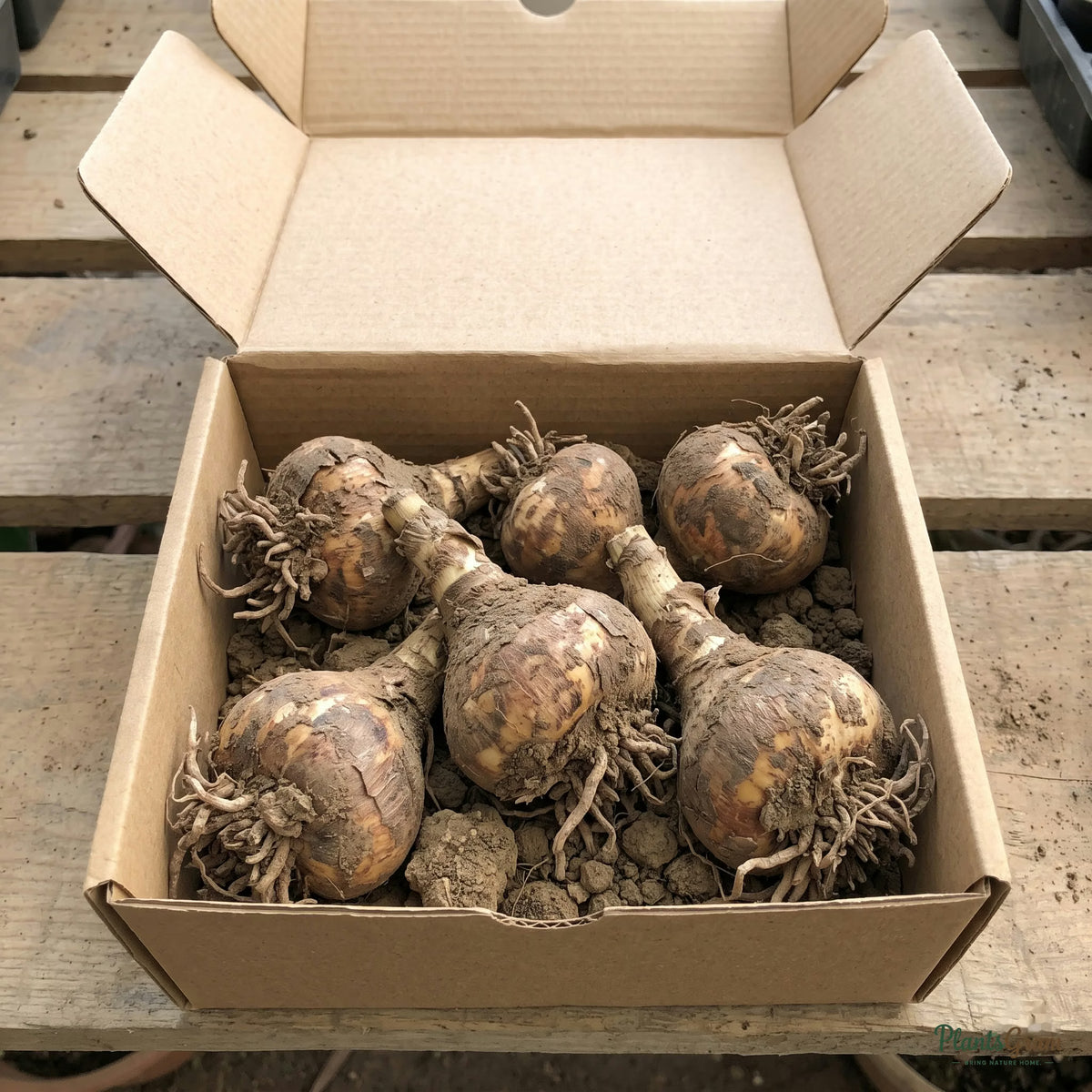 Crinum Lily bulbs packed in shipping box