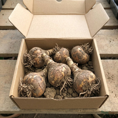 Crinum Lily bulbs packed in shipping box