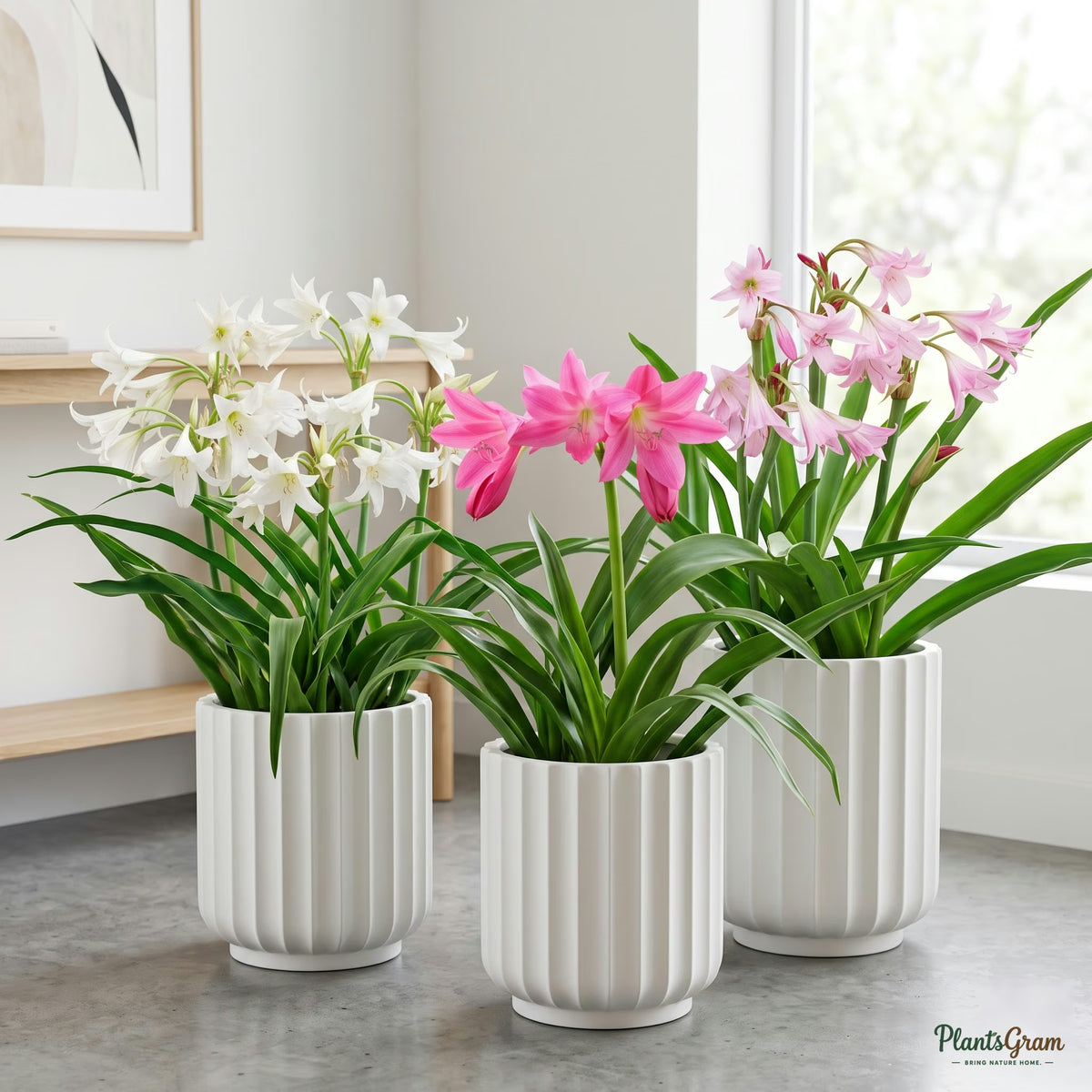 Crinum Lily plants in planters
