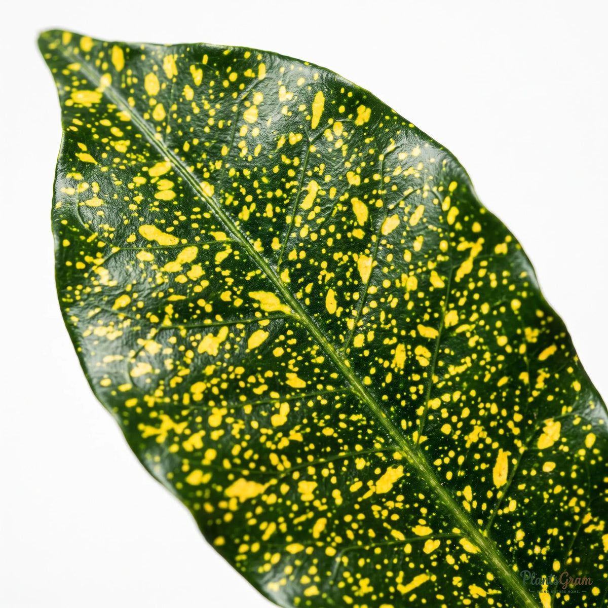 Close-up of Croton Golden Dust leaf texture showing gold speckles