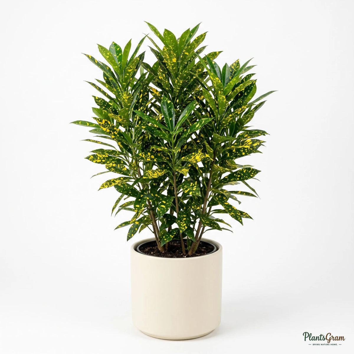 Croton Golden Dust plant potted, showing full foliage