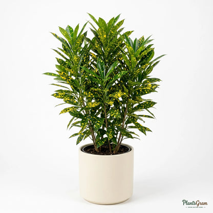 Croton Golden Dust plant potted, showing full foliage