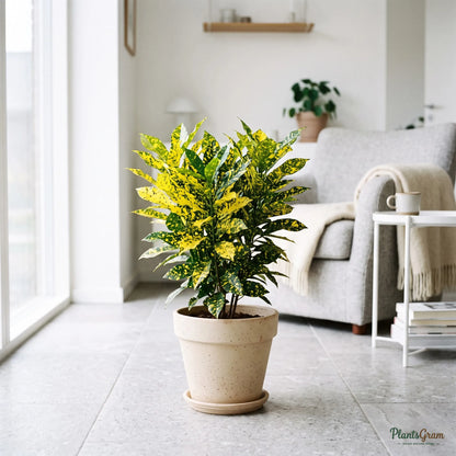 Croton Golden Dust plant in a beige planter