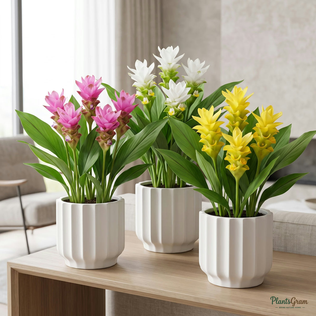 Curcuma plants in bloom in ceramic planters