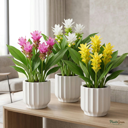 Curcuma plants in bloom in ceramic planters