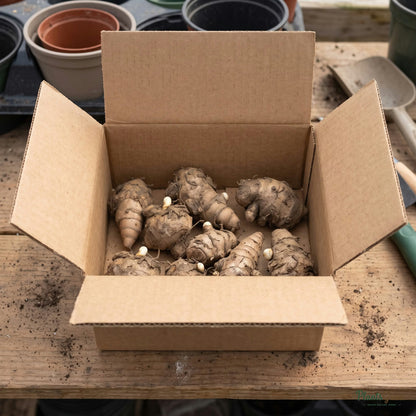 Curcuma rhizomes packed in a shipping box
