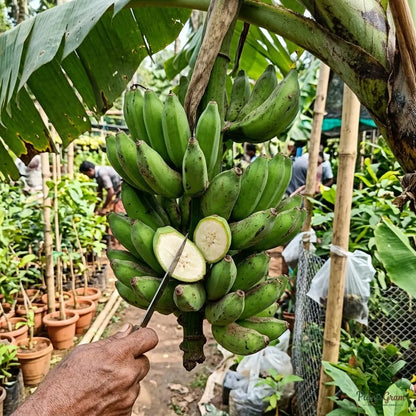Banana (Sucker) - Curry Banana (Musa sapientum)
