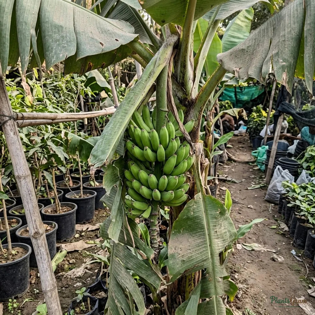 Banana (Sucker) - Curry Banana (Musa sapientum)