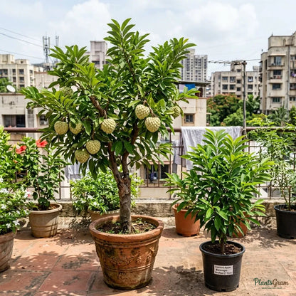 Custard Apple (Grafted) - Balanagar