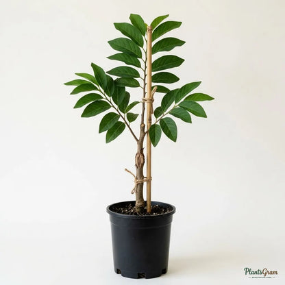 Custard Apple (Grafted) - Balanagar