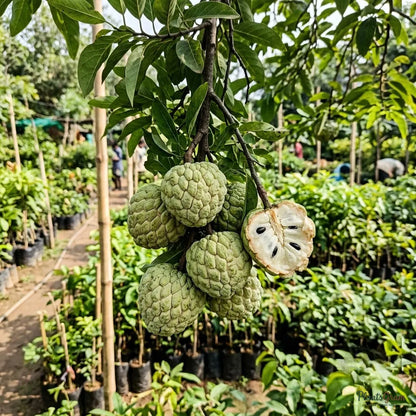 Custard Apple (Grafted) - Balanagar