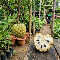 Custard Apple (Grafted) - Balanagar