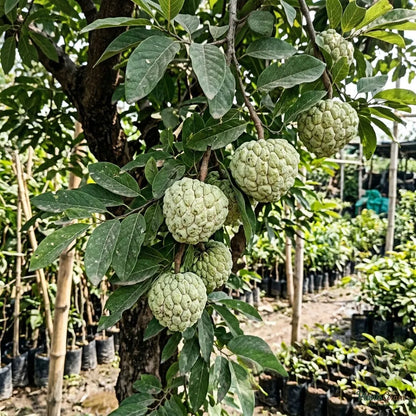 Custard Apple (Grafted) - Balanagar