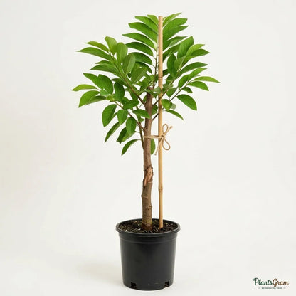 Custard Apple Gold (Grafted) - Sitaphal
