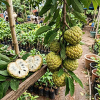 Custard Apple Gold (Grafted) - Sitaphal