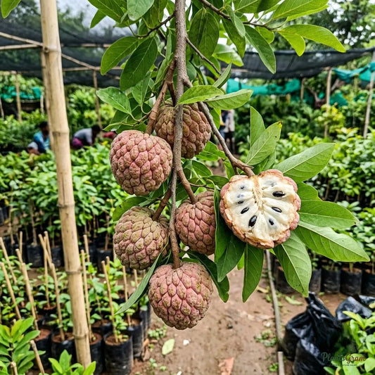Custard Apple (Grafted) - Red