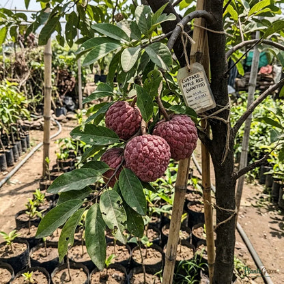 Custard Apple (Grafted) - Red