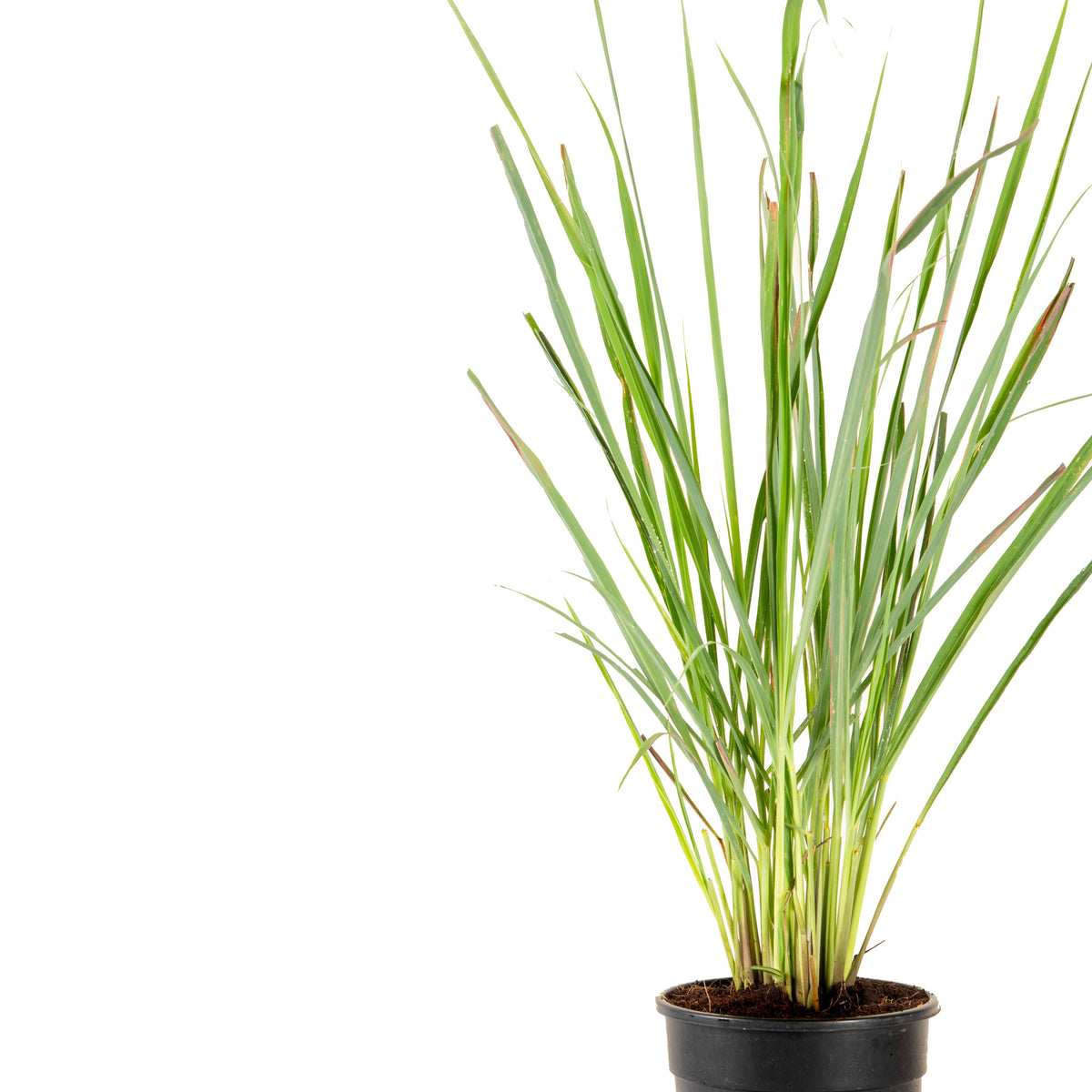 Citronella Grass Plant (Lemon-Scented)