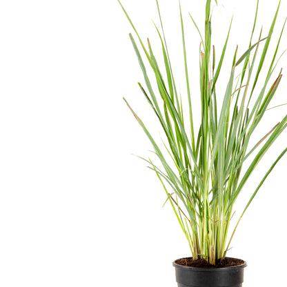 Citronella Grass Plant (Lemon-Scented)