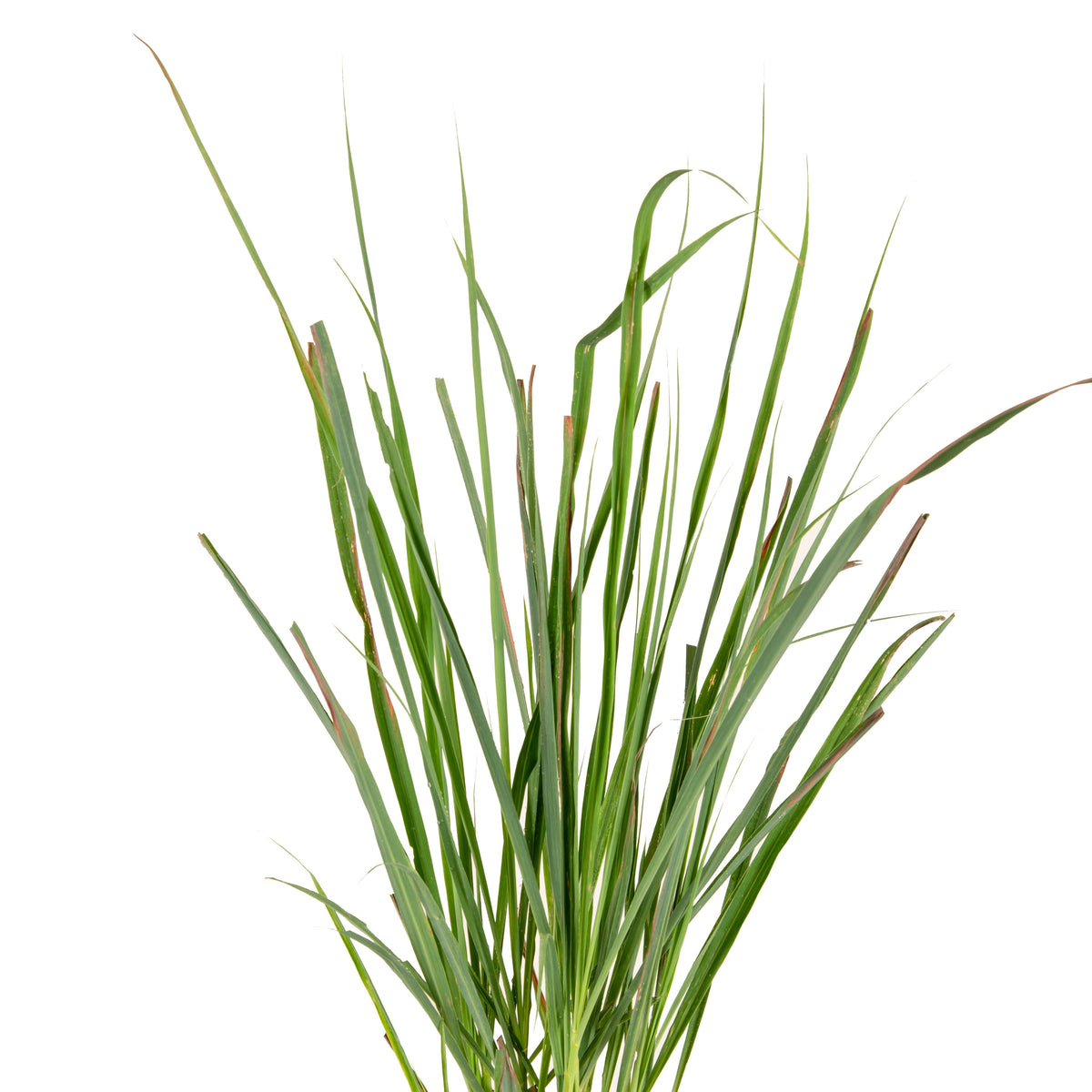 Citronella Grass Plant (Lemon-Scented)