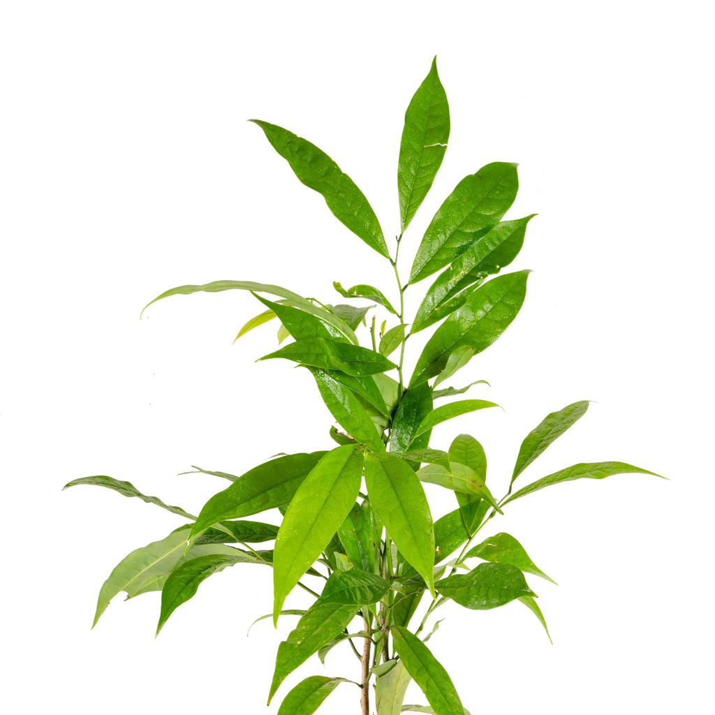 Hari Champa / Artabotrys hexapetalus - Flowering Plants