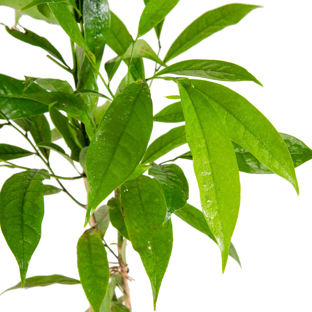 Hari Champa / Artabotrys hexapetalus - Flowering Plants