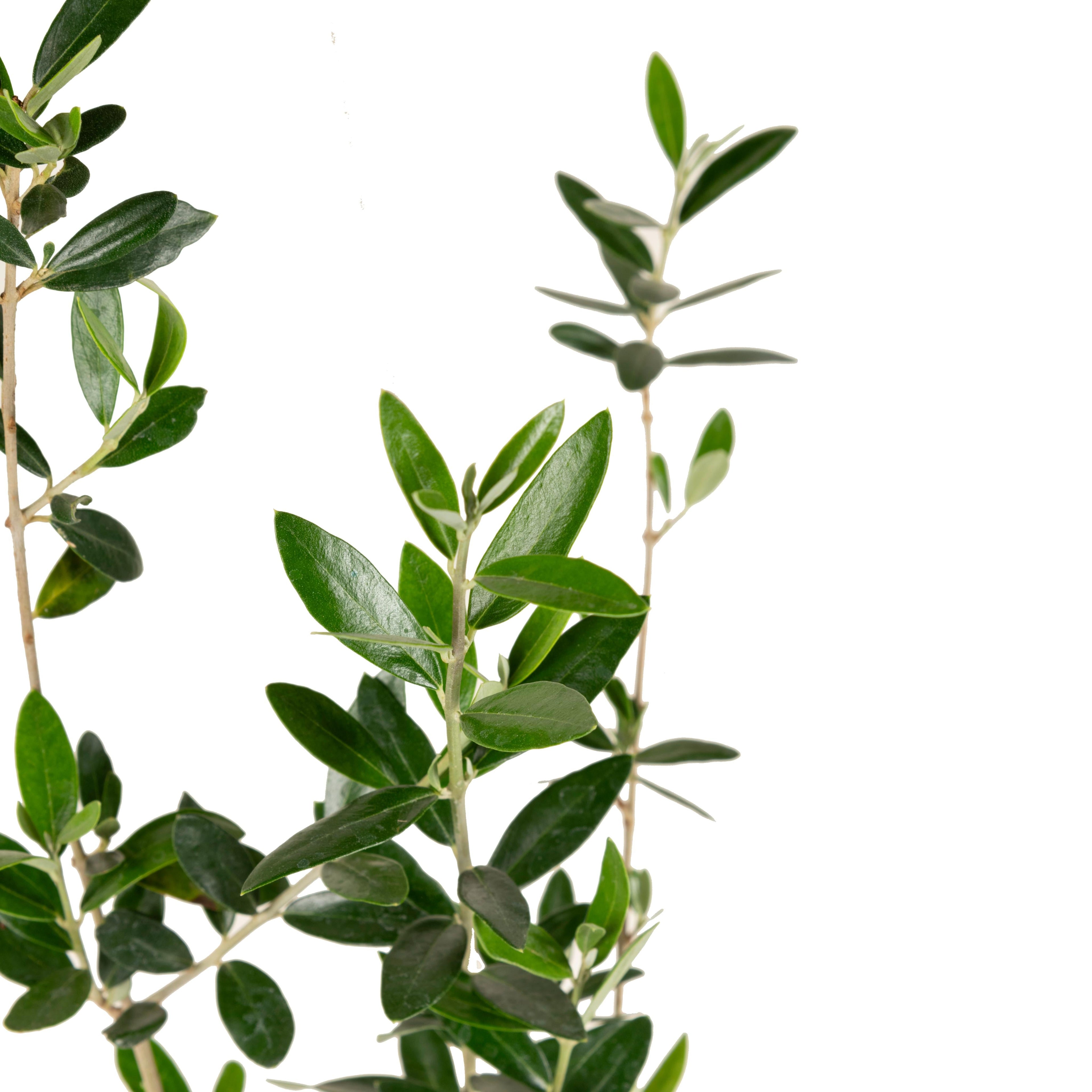 Olive Fruit Plant - Exotic Fruit Plant