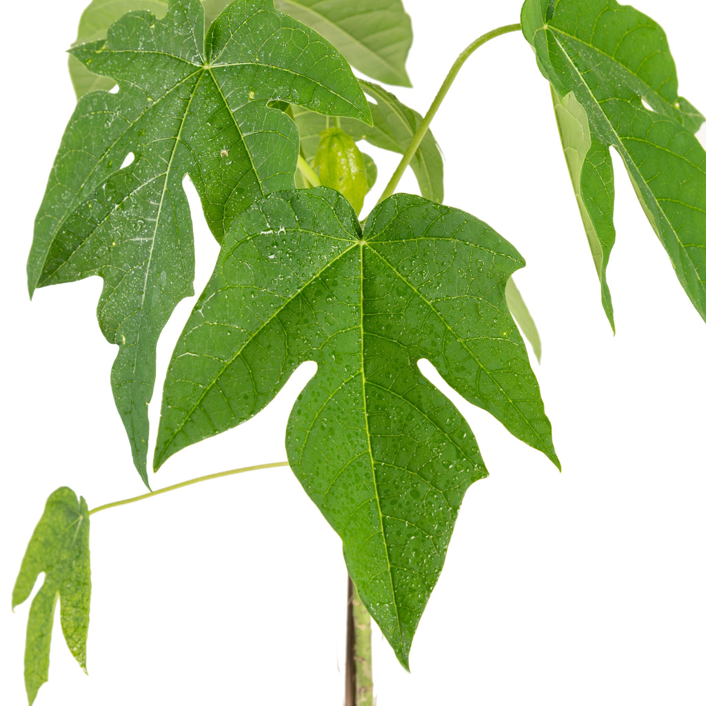 Red Papaya - Fruit Plants & Tree