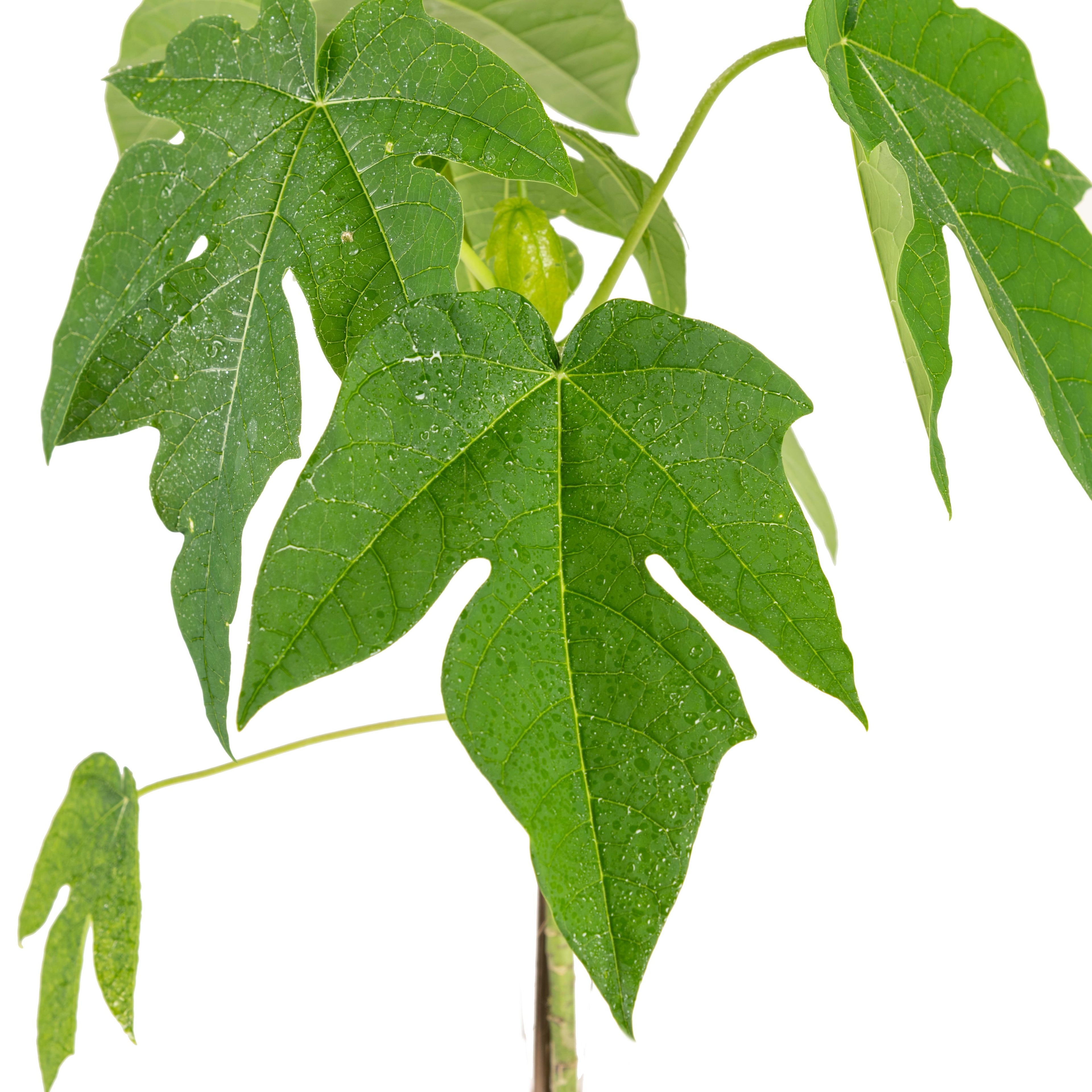 Red Papaya - Fruit Plants & Tree