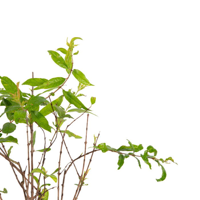 Pomegranate Bhagwa - Fruit Plants & Tree