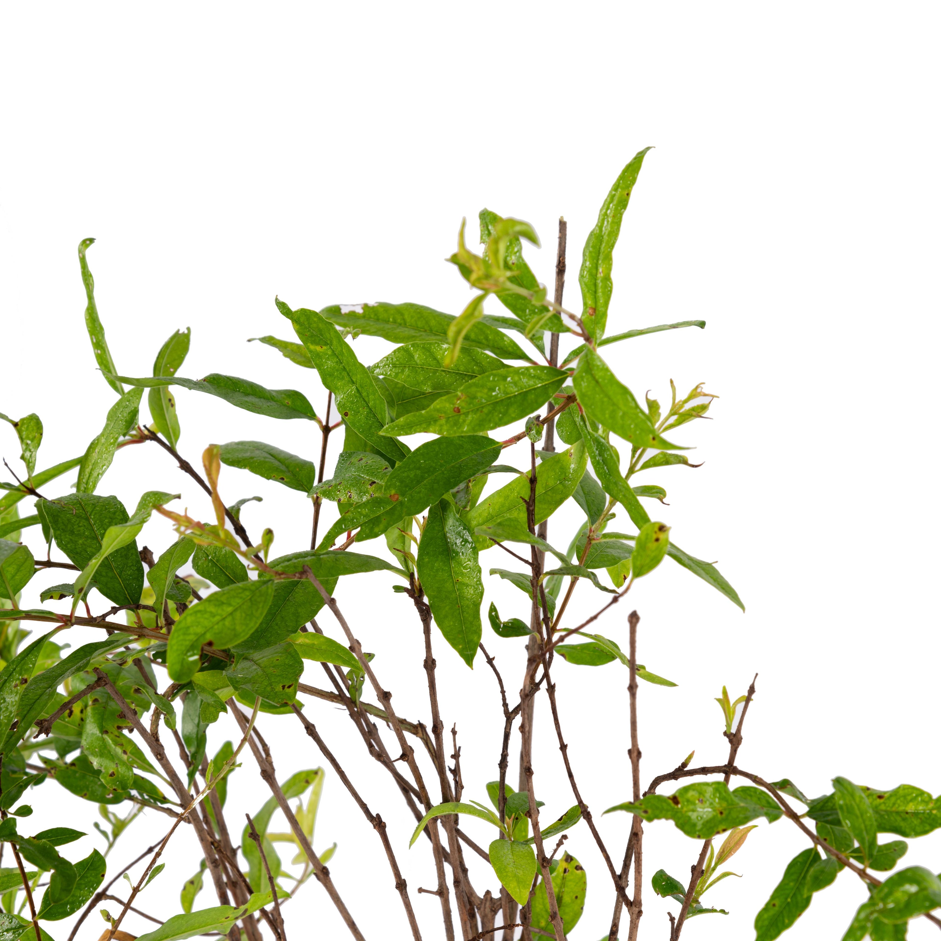 Pomegranate Bhagwa - Fruit Plants & Tree