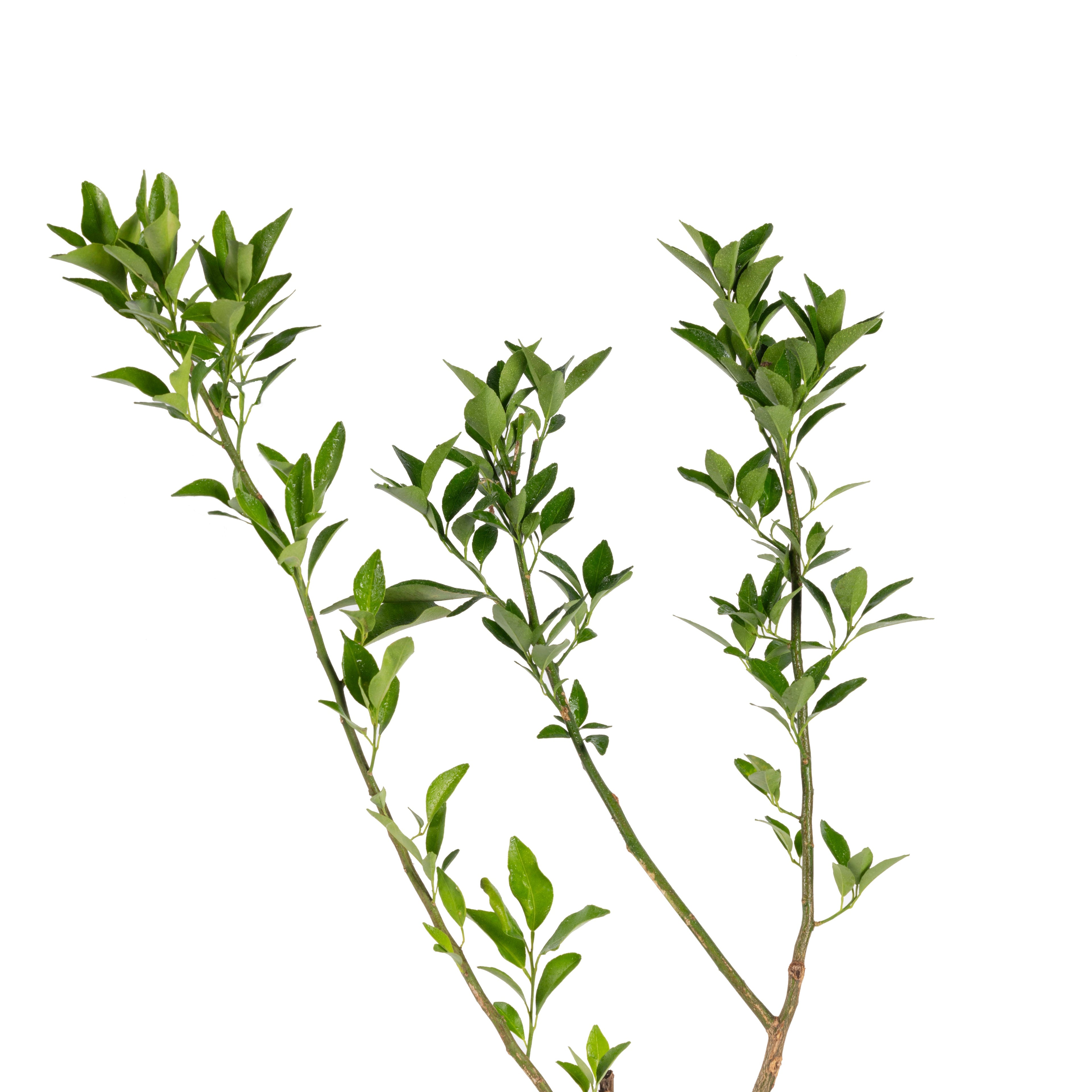 Orange Nagpur(Grafted) - Fruit Plants & Tree