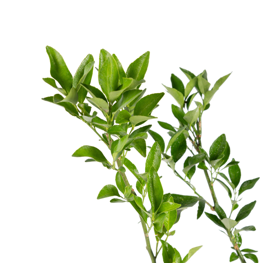 Orange Nagpur(Grafted) - Fruit Plants & Tree