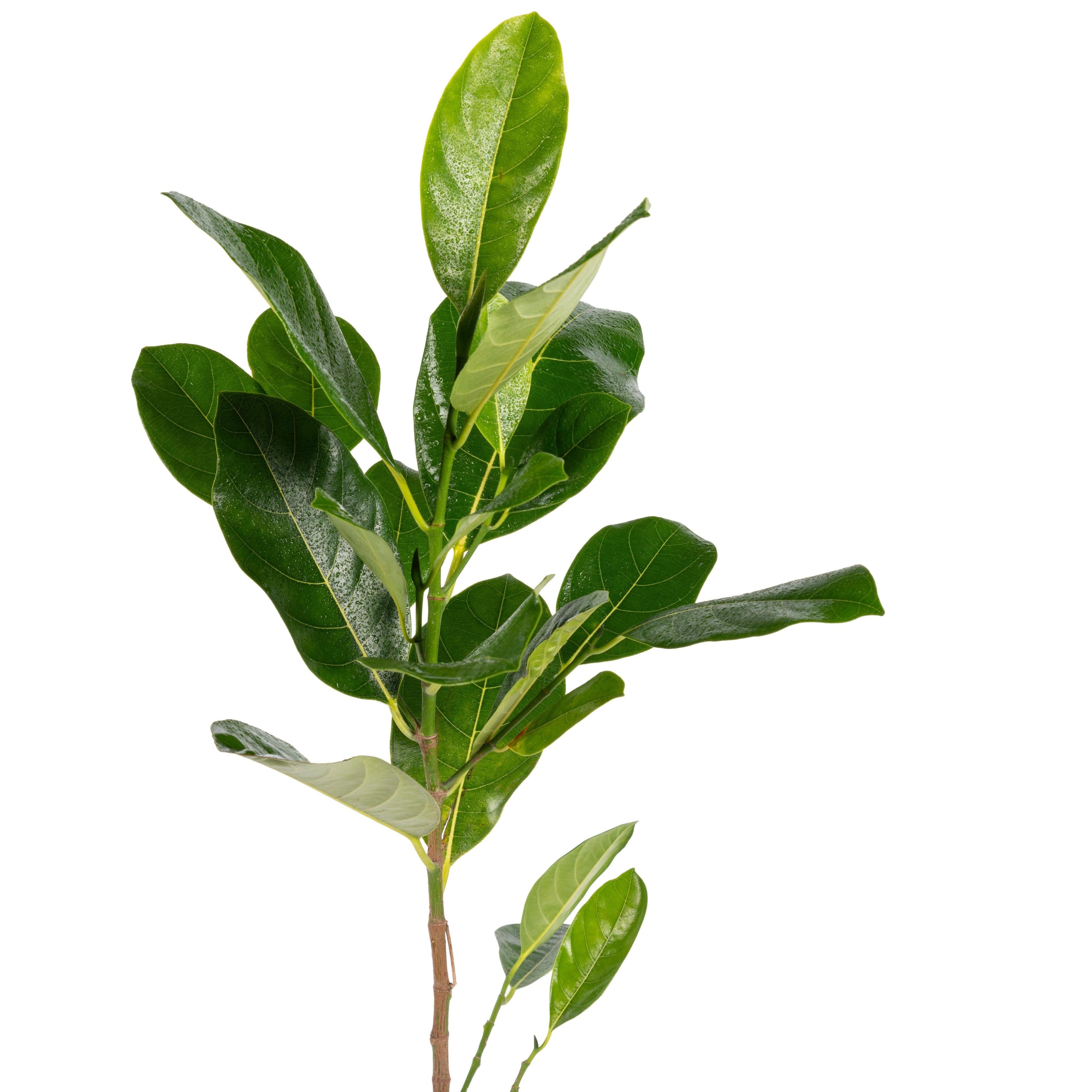 Vietnam Super Early Jackfruit(Grafted) - All Time Jackfruit