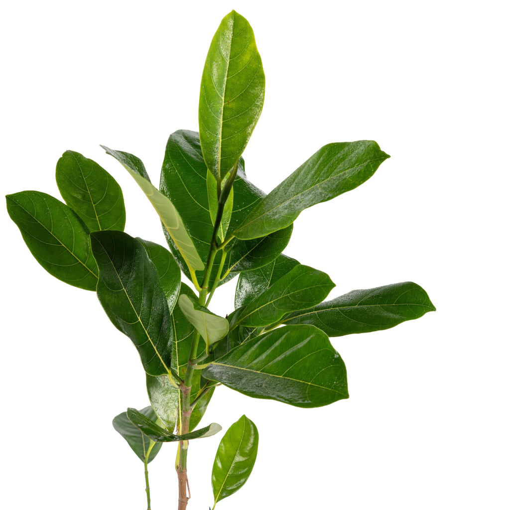 Vietnam Super Early Jackfruit(Grafted) - All Time Jackfruit