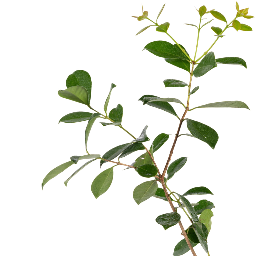 Strawberry Guava - Fruit Plant