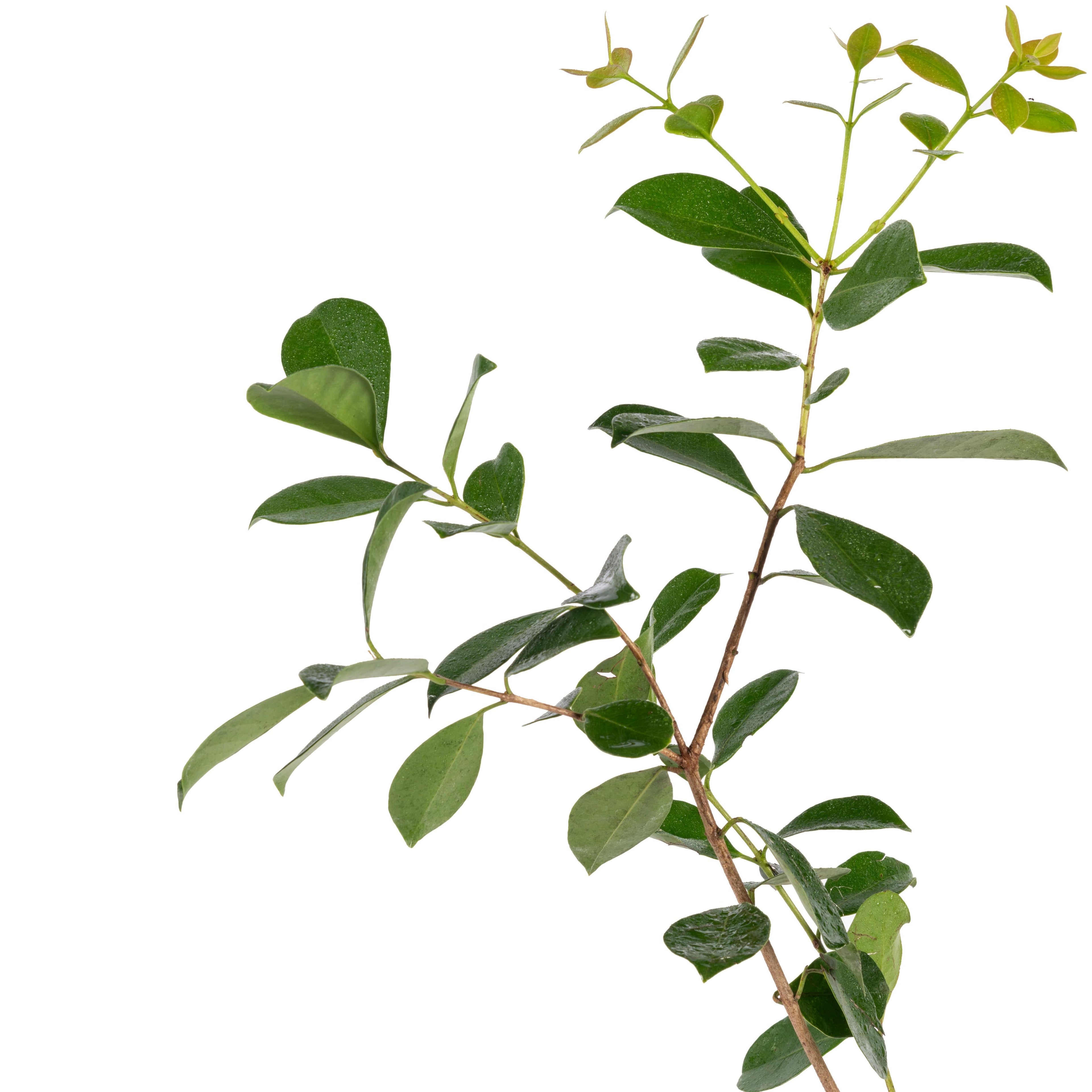 Strawberry Guava - Fruit Plant