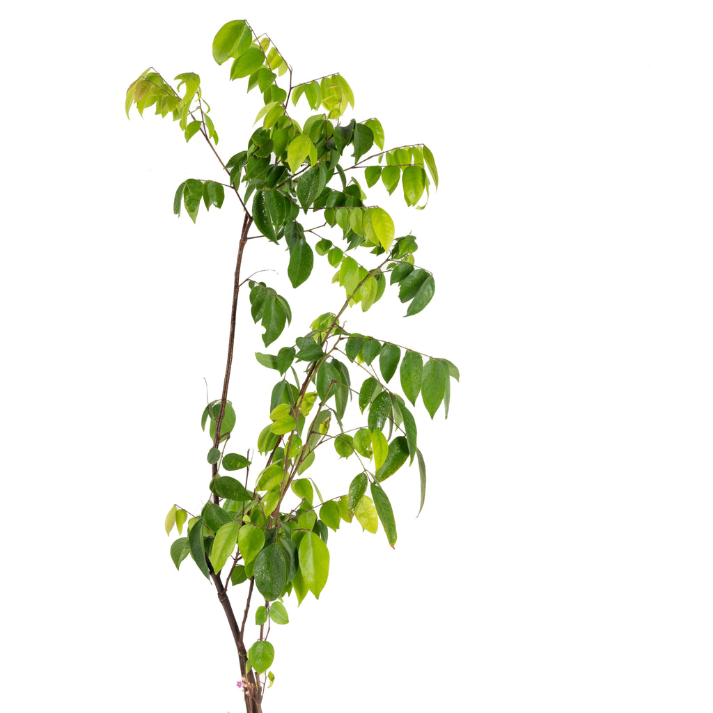 Star Fruit (Grafted)- Fruit Plants & Tree